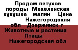Продам петухов породы “Мехеленская кукушка“ (малин) › Цена ­ 2 500 - Нижегородская обл., Дзержинск г. Животные и растения » Птицы   . Нижегородская обл.